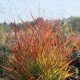 Panicum virgatum 'Plantagenet'