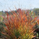 Panicum virgatum 'Plantagenet'