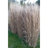 Panicum virgatum 'North Wind'