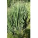 Panicum virgatum 'North Wind'