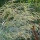 Panicum amarum 'Dewey Blue'