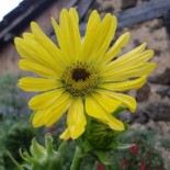 Silphium laciniatum