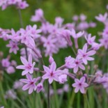 Tulbaghia violacea