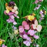 Cheiranthus mutabilis (Erysimum)