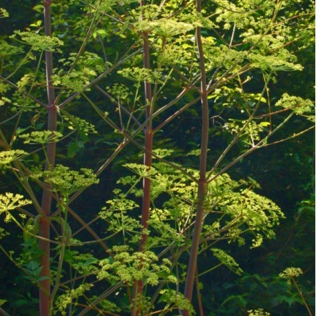 Peucedanum verticillare