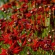Coreopsis verticillata 'Ruby Red'