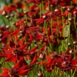 Coreopsis verticillata 'Red-Satin'