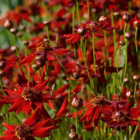 Coreopsis verticillata 'Ruby Red'