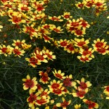 Coreopsis verticillata 'Bengal Tiger'