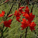 Schizostylis coccinea 'Major'