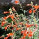 Epilobium canum (Zauschneria califonica(