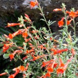 Epilobium canum (Zauschneria califonica(