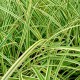 Carex morrowii 'Vanilla Ice'