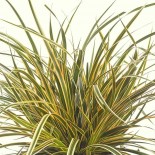 Carex morrowii 'Everglow'