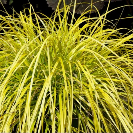 Carex oshimensis 'Everillo'