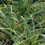 Carex oshimensis 'Evercream'
