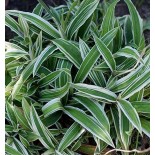 Carex siderosticha 'Variegata'