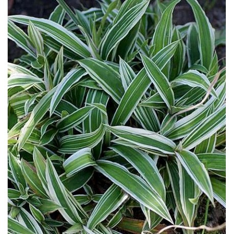 Carex siderosticha 'Variegata'