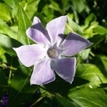 Vinca major