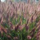 pennisetum alopecuroides 'Red Head'