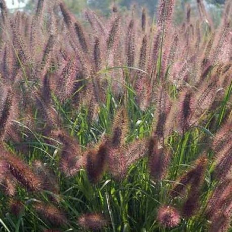 pennisetum alopecuroides 'Red Head'