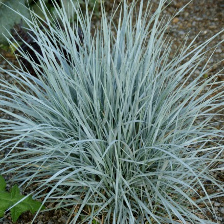 Elymus magellanicus (Agropyron magellanicum)