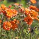 Geum x 'Princess Juliana'