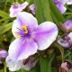 Tradescantia andersoniana 'Bilberry Ice'