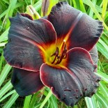 Hemerocallis Tutti Ferté