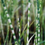 Schoenoplectus tabernaemontani 'Zebrinus'