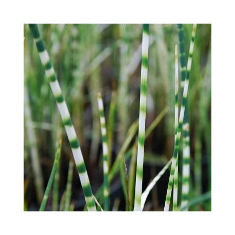 Schoenoplectus tabernaemontani 'Zebrinus'