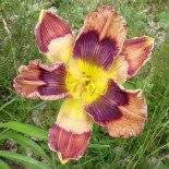 Hemerocallis 'Kaleidoscope Puzzle'