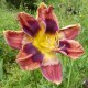 Hemerocallis 'Kaleidoscope Puzzle'