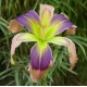 Hemerocallis 'Navajo Poney'