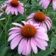 Echinacea purpurea 'Magnus'