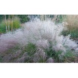 Muhlenbergia reverchonii