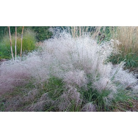 Muhlenbergia reverchonii