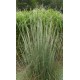 Muhlenbergia wrightii