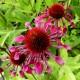 Echinacea purpurea 'Electro'