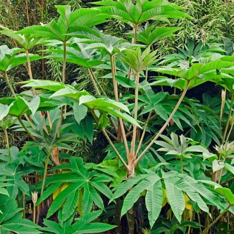 Tetrapanax papyrifera 'Steroidal Giant'