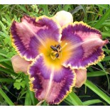 Hemerocallis 'Jewel Eyed Julie'