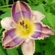 Hemerocallis 'Jewel Eyed Julie'
