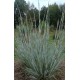 Schizachyrium scoparium 'Ha Ha Tonka'