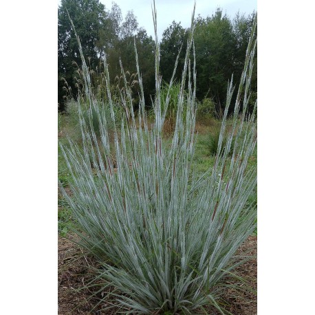 Schizachyrium scoparium 'Ha Ha Tonka'