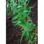 Hedera helix 'Mini Heron'