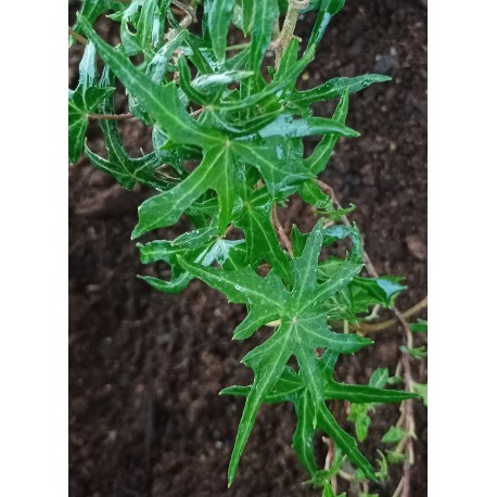 Hedera helix 'Mini Heron'