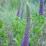 Teucrium hircaninum