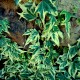 Hedera helix 'Yellow Ripple'
