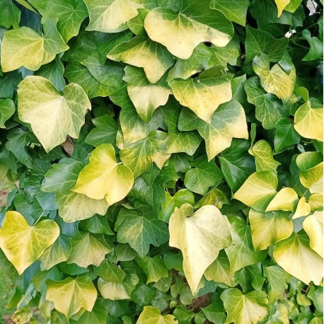 Hedera helix 'Buttercup'