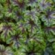 Tiarella 'Sugar and Spice'